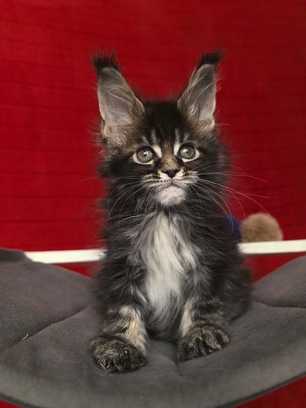 (PET) Natan  Akbars - Kitten maine-coon 1 month 2 weeks
