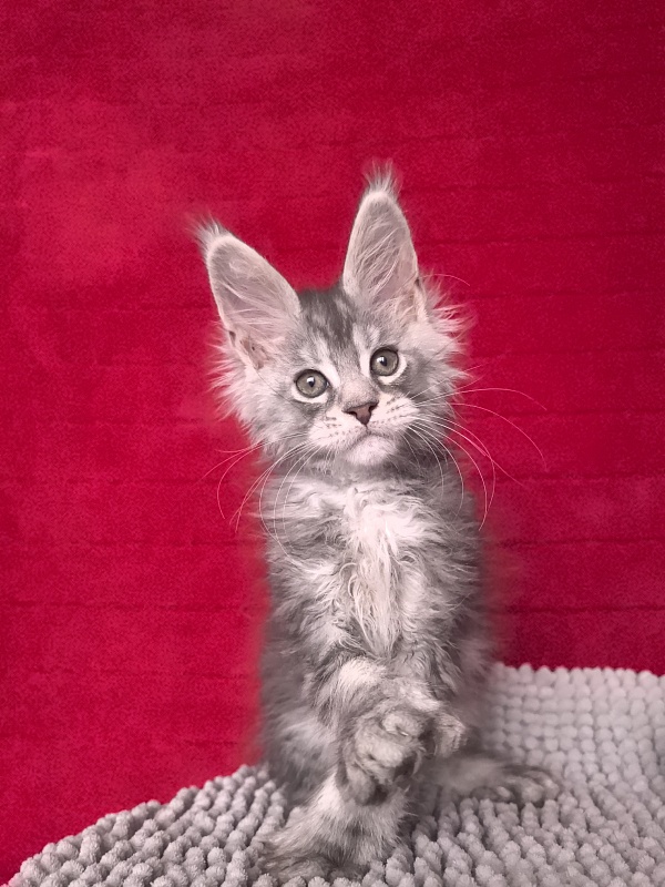 Niles Akbars (Polydactyl 76/66) - Kitten maine-coon 2 months