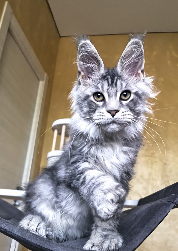 Niles Akbars (Polydactyl 76/66) - Kitten maine-coon 3 months 3 weeks