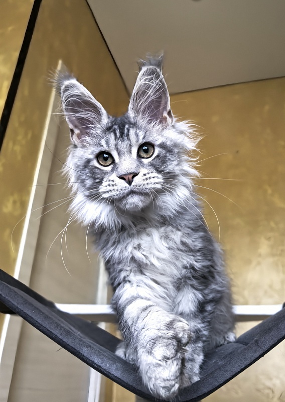 Niles Akbars (Polydactyl 76/66) - Kitten maine-coon 3 months 3 weeks