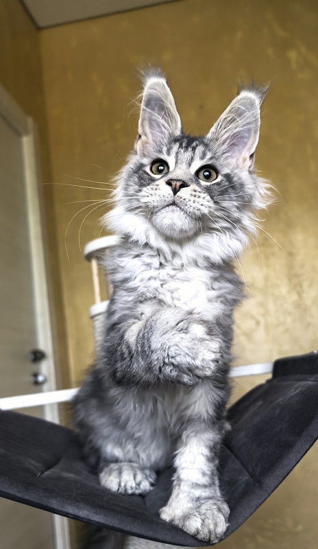 Niles Akbars (Polydactyl 76/66) - Kitten maine-coon 3 months 3 weeks