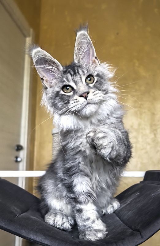 Niles Akbars (Polydactyl 76/66) - Kitten maine-coon 3 months 3 weeks