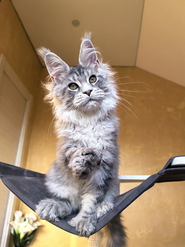 Niles Akbars (Polydactyl 76/66) - Kitten maine-coon 4 months 3.5 weeks