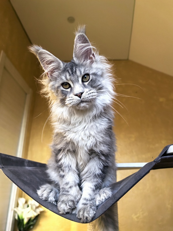 Niles Akbars (Polydactyl 76/66) - Kitten maine-coon 4 months 3.5 weeks