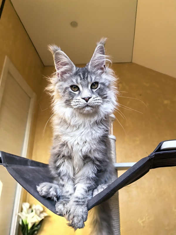 Niles Akbars (Polydactyl 76/66) - Kitten maine-coon 4 months 3.5 weeks