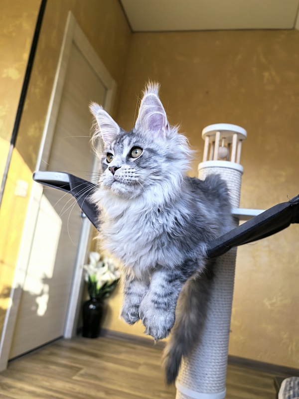 Niles Akbars (Polydactyl 76/66) - Kitten maine-coon 4 months 3.5 weeks