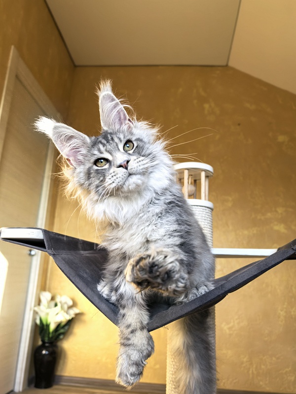 Niles Akbars (Polydactyl 76/66) - Kitten maine-coon 4 months 3.5 weeks