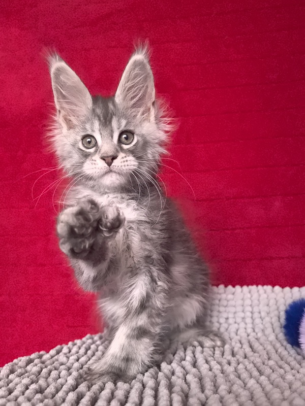Niles Akbars (Polydactyl 76/66) - Kitten maine-coon 2 months