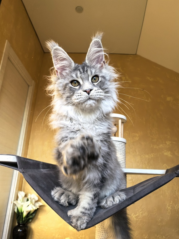 Niles Akbars (Polydactyl 76/66) - Kitten maine-coon 4 months 3.5 weeks