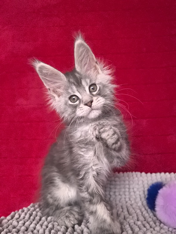 Niles Akbars (Polydactyl 76/66) - Kitten maine-coon 2 months