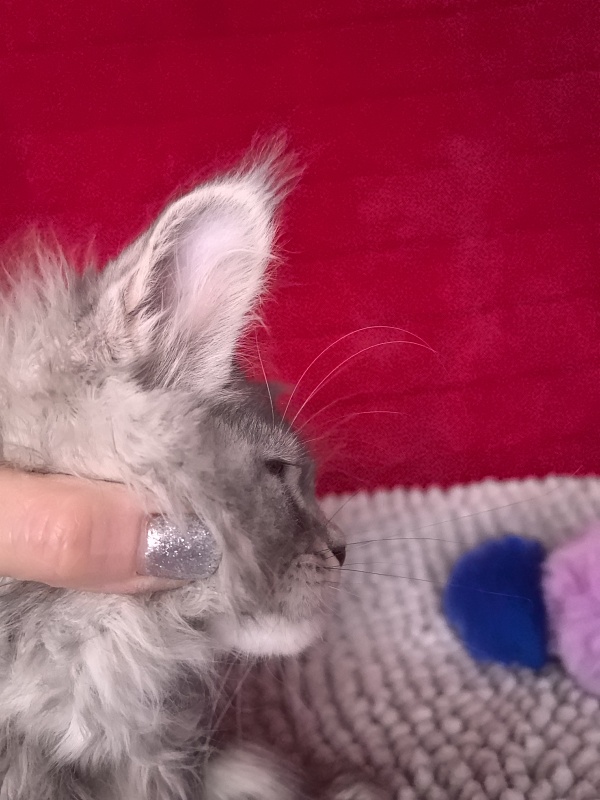 Niles Akbars (Polydactyl 76/66) - Kitten maine-coon 2 months