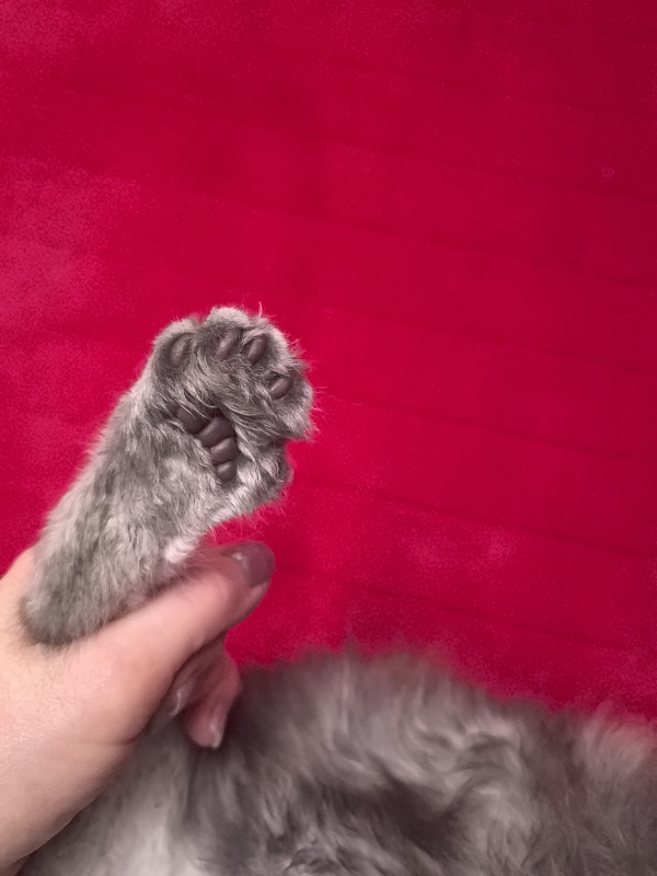 Niles Akbars (Polydactyl 76/66) - Kitten maine-coon 2 months