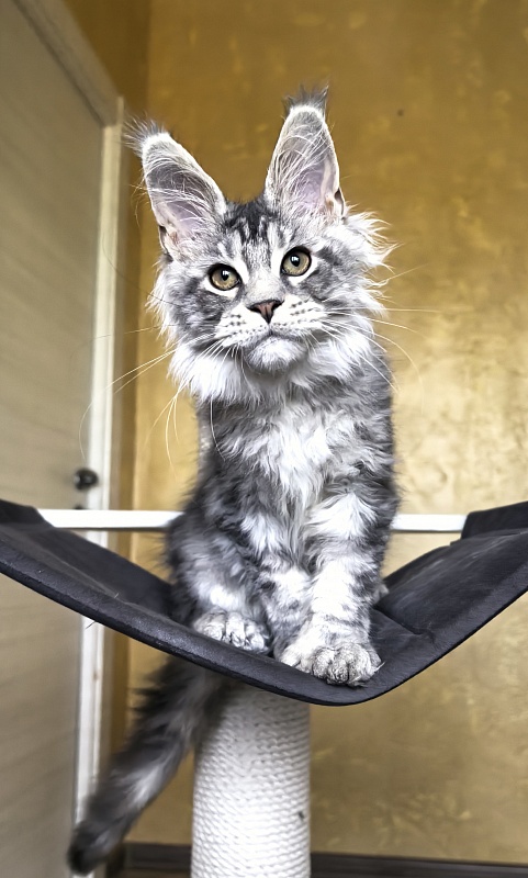Niles Akbars (Polydactyl 76/66) - Kitten maine-coon 3 months 3 weeks