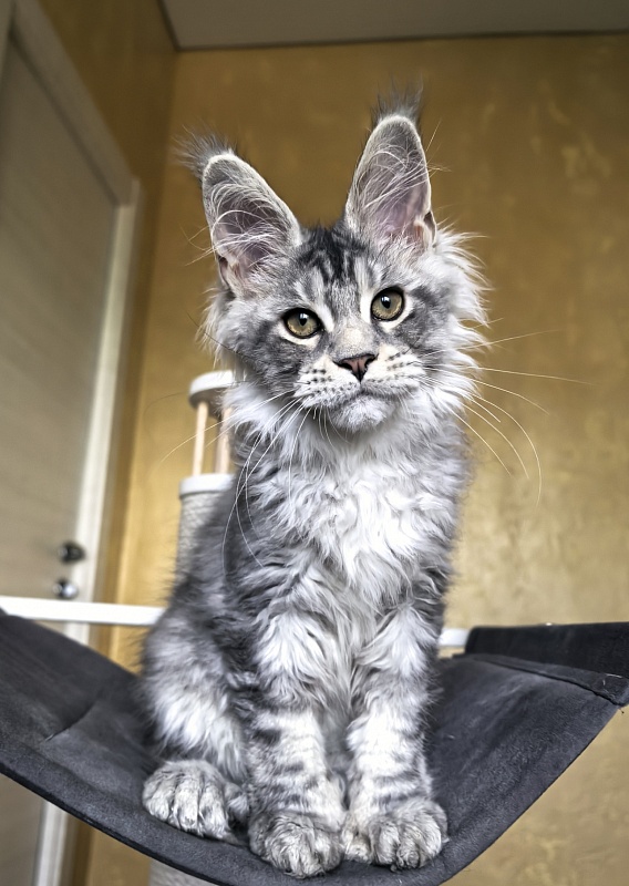 Niles Akbars (Polydactyl 76/66) - Kitten maine-coon 3 months 3 weeks