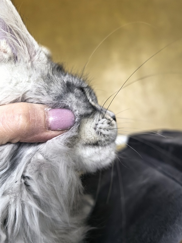 Niles Akbars (Polydactyl 76/66) - Kitten maine-coon 3 months 3 weeks