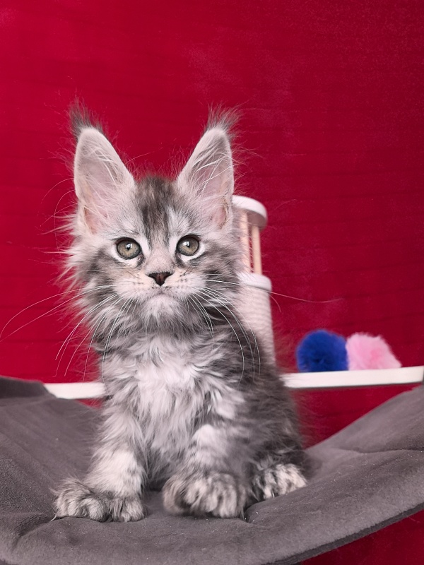 Nefertiti Cat Akbars ( Polydactyl 66/66) - Kitten maine-coon 1 month 2 weeks