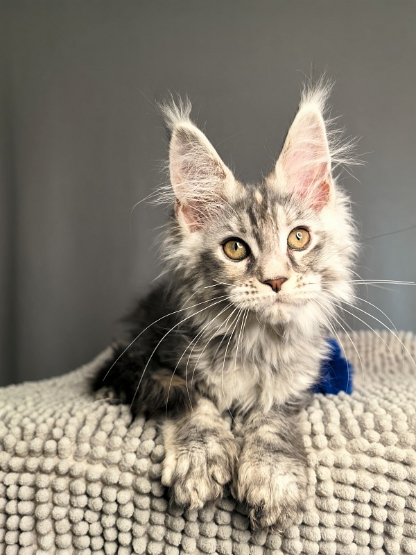 Nefertiti Cat Akbars ( Polydactyl 66/66) - Kitten maine-coon 2 months 2.5 weeks