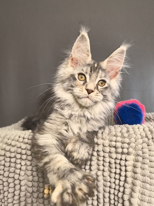 Nefertiti Cat Akbars ( Polydactyl 66/66) - Kitten maine-coon 2 months 2.5 weeks