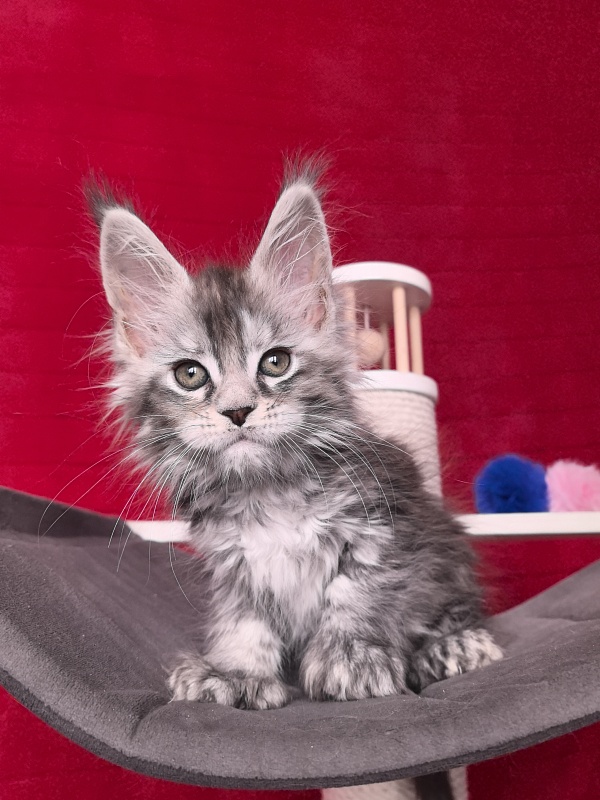 Nefertiti Cat Akbars ( Polydactyl 66/66) - Kitten maine-coon 1 month 2 weeks