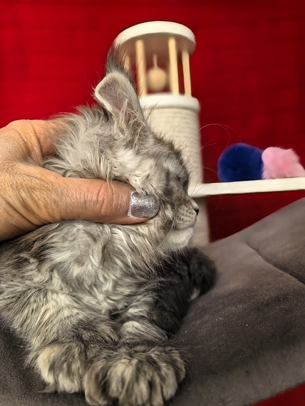 Nefertiti Cat Akbars ( Polydactyl 66/66) - Kitten maine-coon 1 month 2 weeks