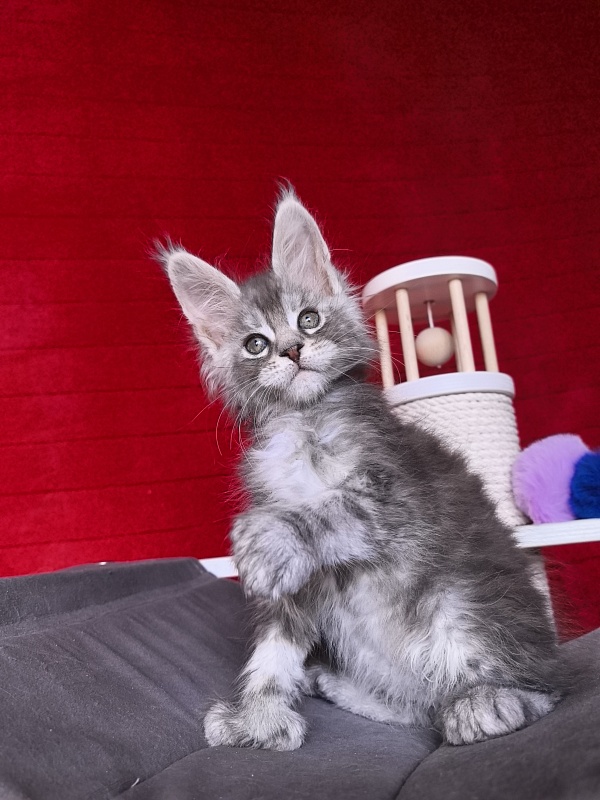 Nefertiti Cat Akbars ( Polydactyl 66/66) - Kitten maine-coon 1 month 2 weeks