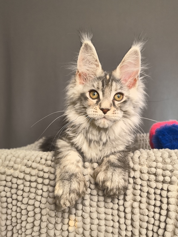 Nefertiti Cat Akbars ( Polydactyl 66/66) - Kitten maine-coon 2 months 2.5 weeks
