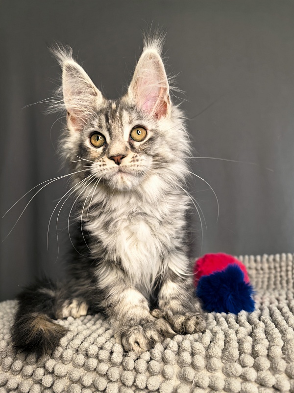 Nefertiti Cat Akbars ( Polydactyl 66/66) - Kitten maine-coon 2 months 2.5 weeks