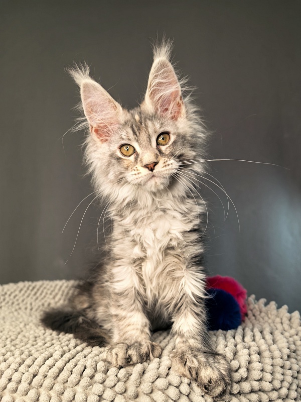 Nefertiti Cat Akbars ( Polydactyl 66/66) - Kitten maine-coon 2 months 2.5 weeks