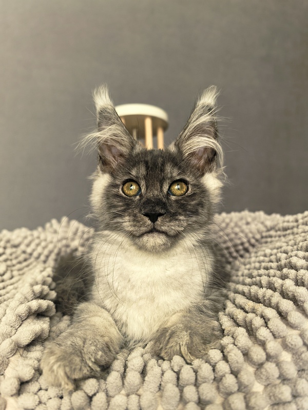 Macho Akbars - Kitten maine-coon 2 months 3.5 weeks
