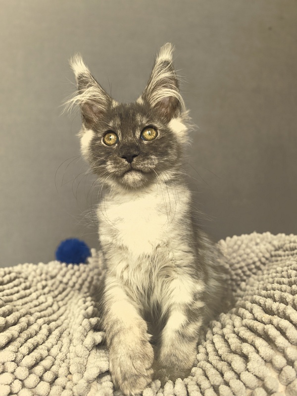 Macho Akbars - Kitten maine-coon 2 months 3.5 weeks