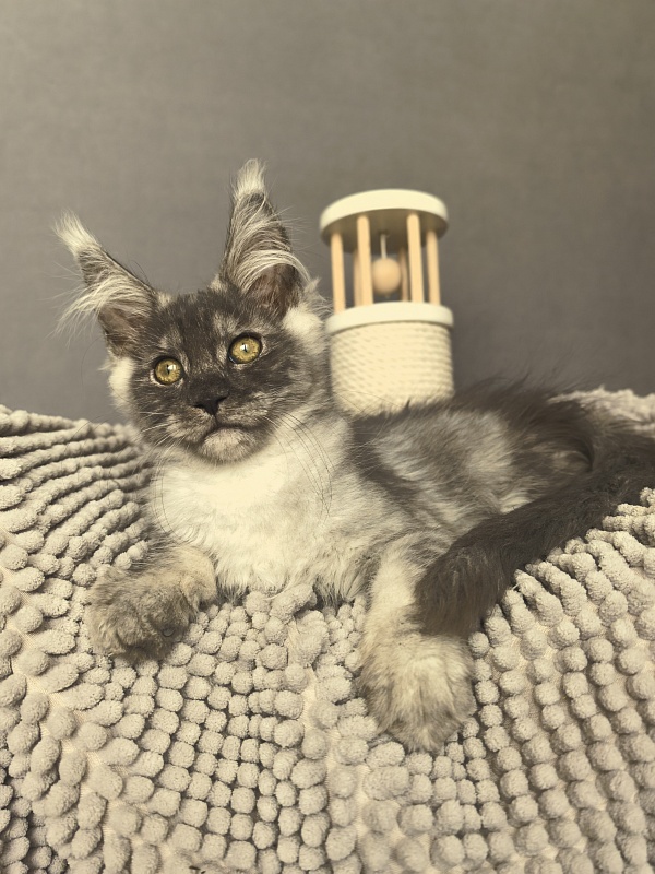 Macho Akbars - Kitten maine-coon 2 months 3.5 weeks