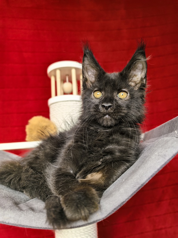 Murat Akbars - Kitten maine-coon 2 months 1 week