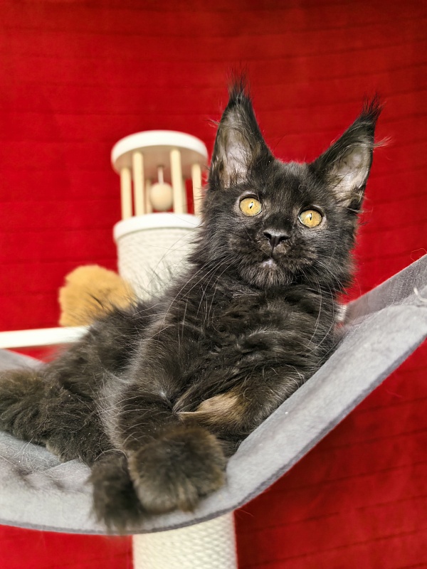 Murat Akbars - Kitten maine-coon 2 months 1 week