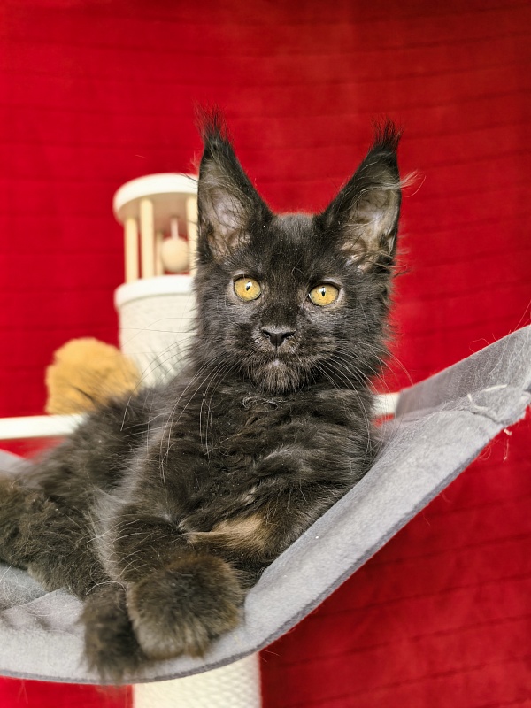 Murat Akbars - Kitten maine-coon 2 months 1 week