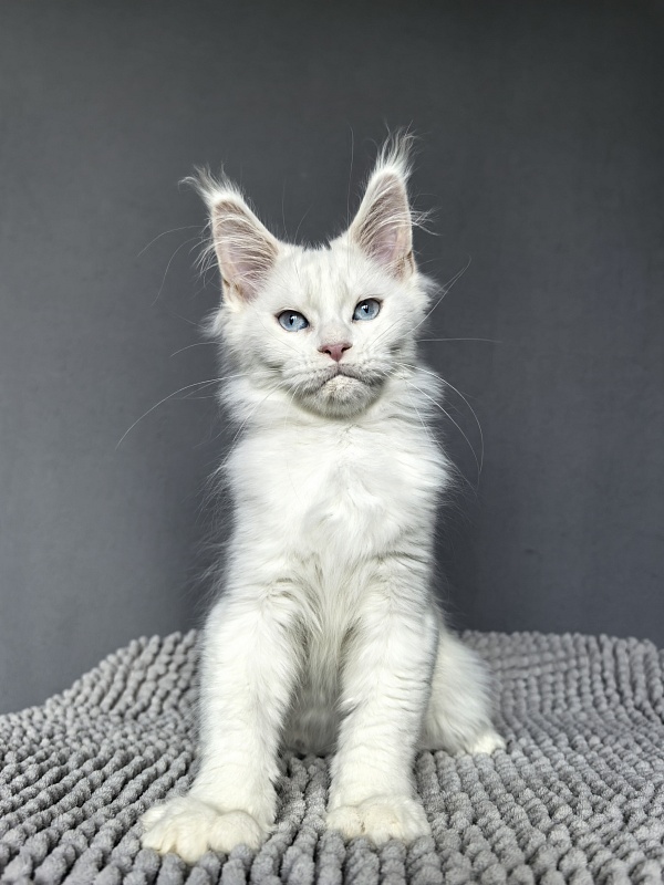 Masha Akbars - Kitten maine-coon 3.5 weeks