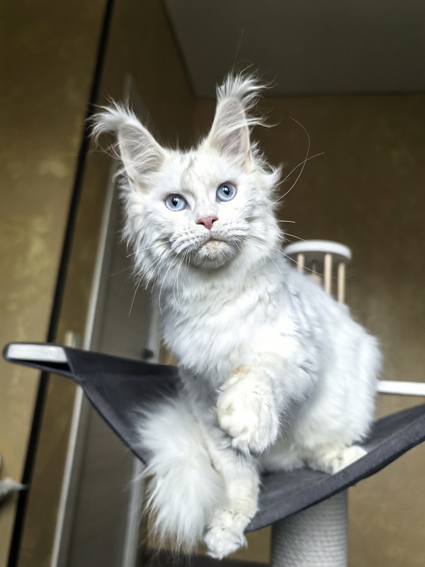 Masha Akbars - Kitten maine-coon 4 months 1.5 week