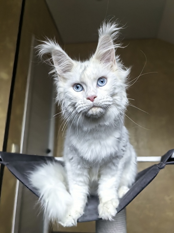 Masha Akbars - Kitten maine-coon 4 months 1.5 week