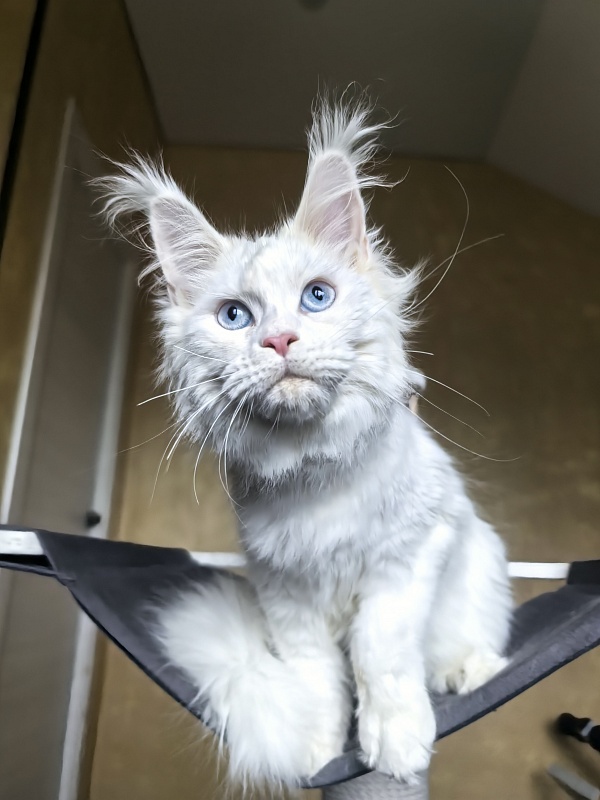 Masha Akbars - Kitten maine-coon 4 months 1.5 week