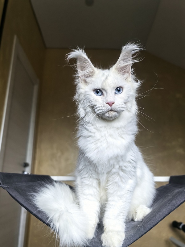 Masha Akbars - Kitten maine-coon 4 months 1.5 week