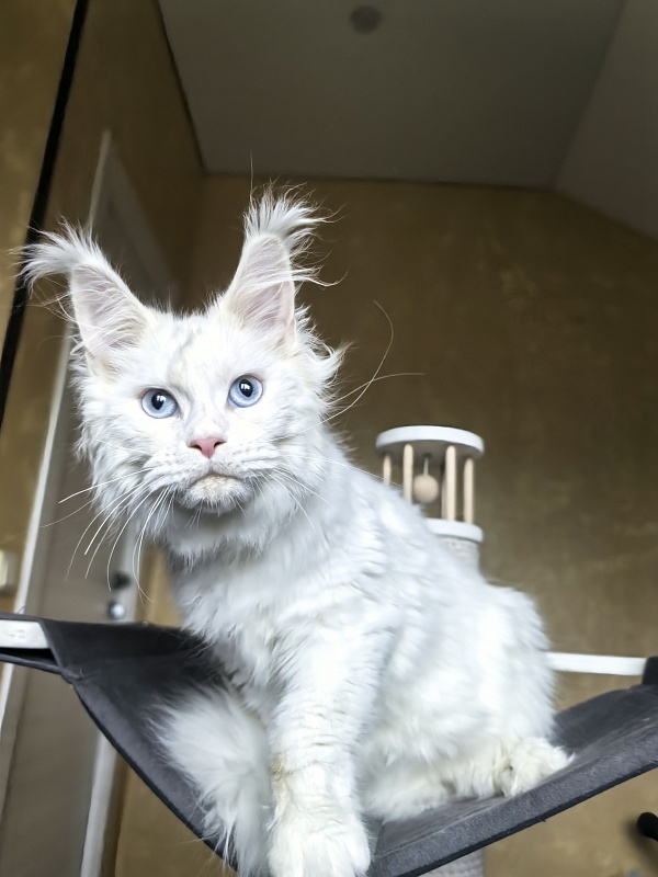 Masha Akbars - Kitten maine-coon 4 months 1.5 week