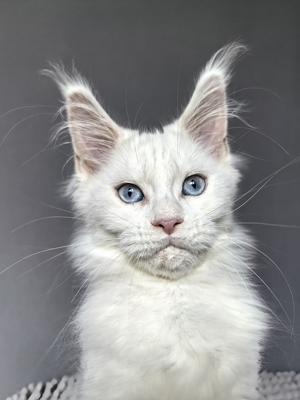 Masha Akbars - Kitten maine-coon 3.5 weeks