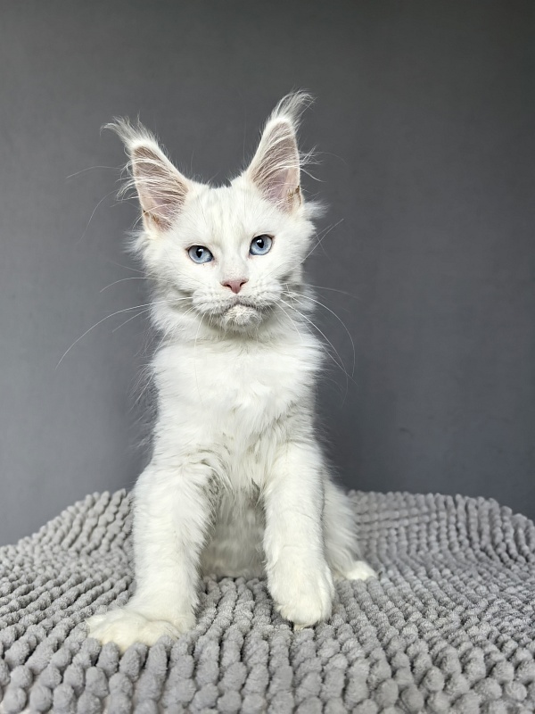 Masha Akbars - Kitten maine-coon 3.5 weeks