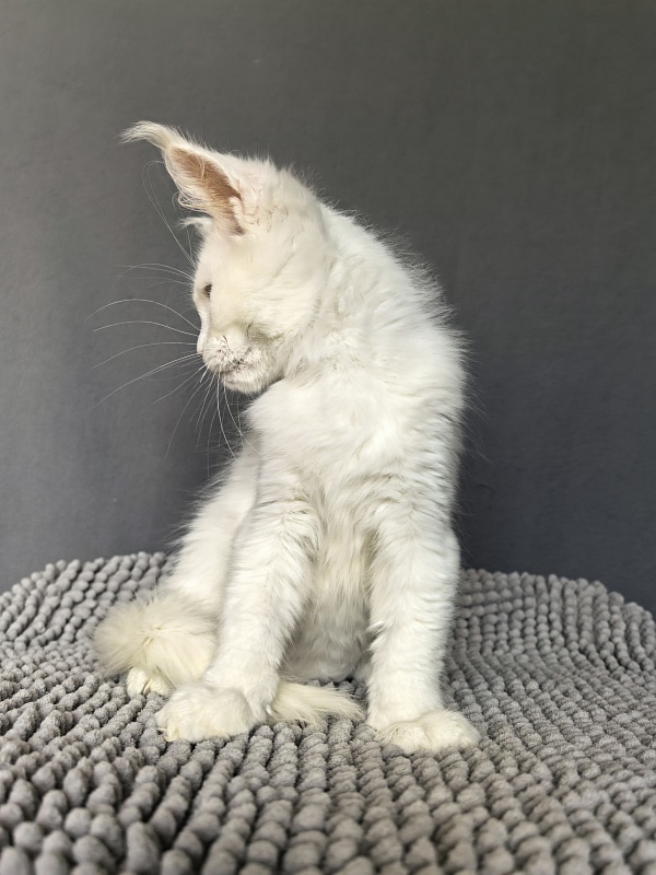 Masha Akbars - Kitten maine-coon 3.5 weeks