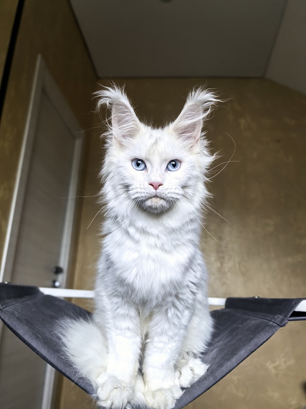 Masha Akbars - Kitten maine-coon 4 months 1.5 week