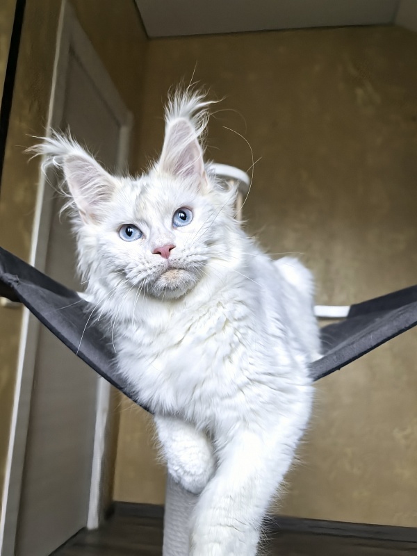 Masha Akbars - Kitten maine-coon 4 months 1.5 week