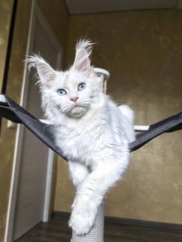 Masha Akbars - Kitten maine-coon 4 months 1.5 week