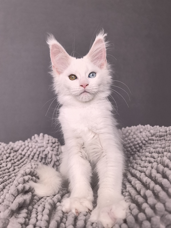 Mirra  Akbars - Kitten maine-coon 2 months 1 week