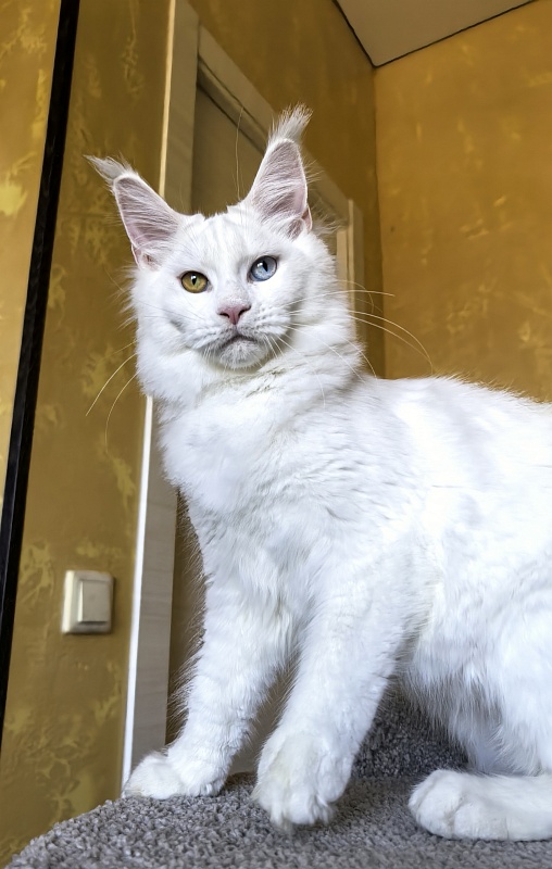 Mirra  Akbars - Kitten maine-coon 5 months 1.5 week