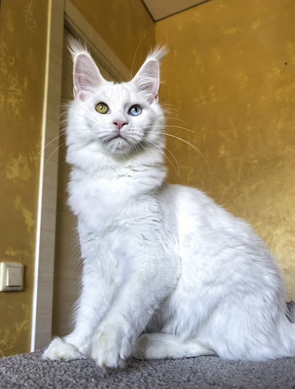 Mirra  Akbars - Kitten maine-coon 5 months 1.5 week