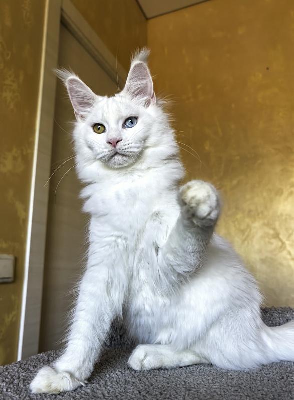 Mirra  Akbars - Kitten maine-coon 5 months 1.5 week